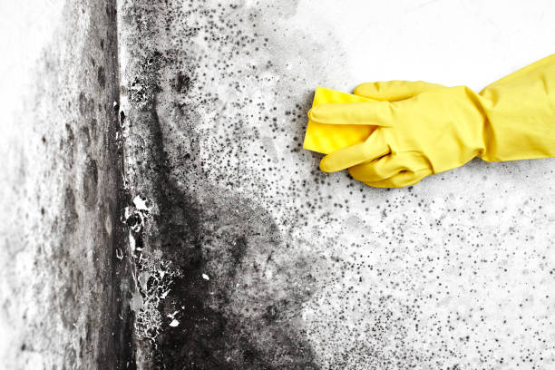 Best Attic Mold Removal  in Cave Creek, AZ