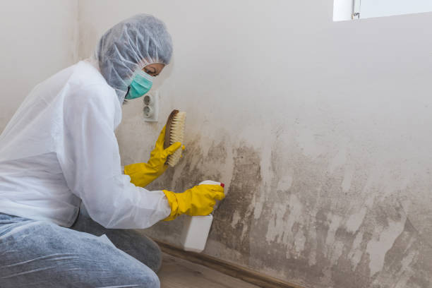 Best Attic Mold Removal  in Cave Creek, AZ