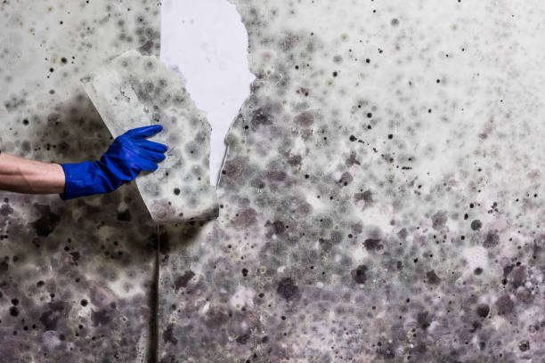 Best Black Mold Removal  in Cave Creek, AZ