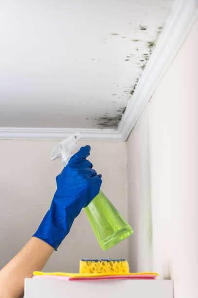 Best Commercial Mold Removal  in Cave Creek, AZ